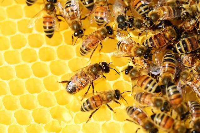 honey-bees-326337_640