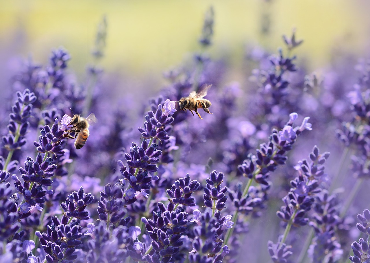 lavender-1537694_1280